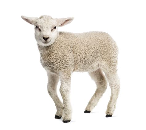 lamb in English .